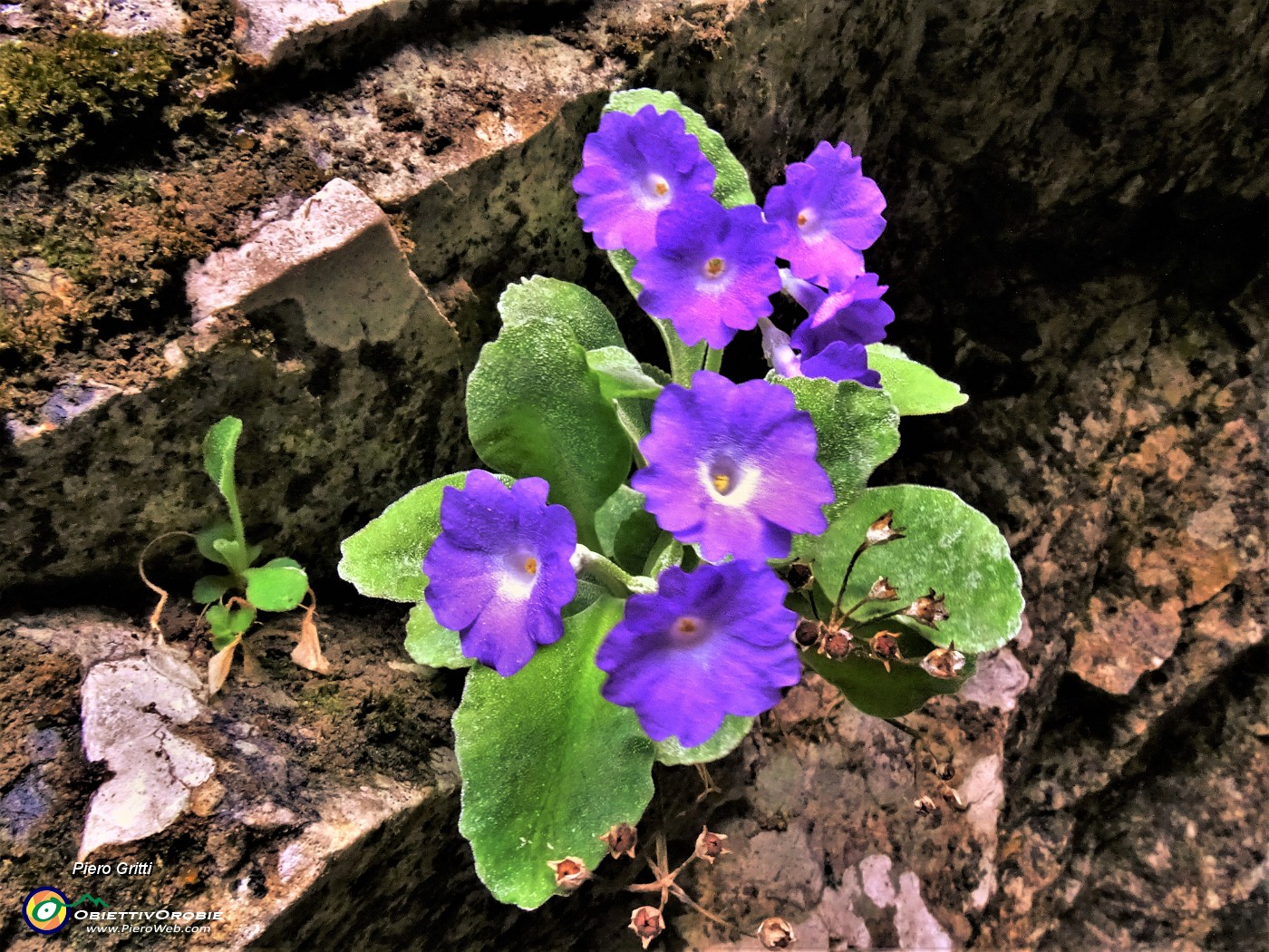 63 Primula albenensis alla S-cepa dol geru in Val Gerona (1220 m).JPG